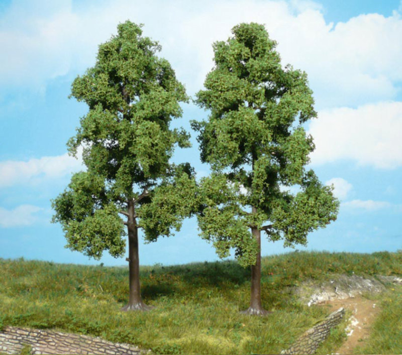 Buchen 2x - 18cm