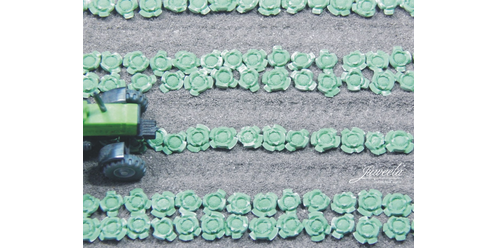 Witte Kool - 220 Stuks