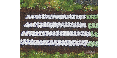 Rode Kool - 220 Stuks