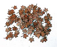 Leaves - Maple